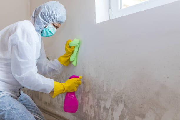 Best Biohazard Mold Removal in Bay City, TX